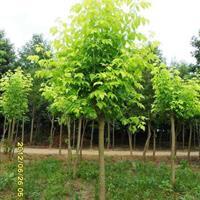 彩叶苗木 - 苗木供应信息 - 易县旭东宿根花卉彩叶树种苗场