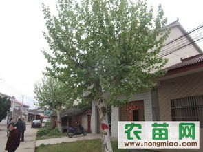 法桐价格 法桐信息 南京发桐信息指导价 法桐价格 法桐信息 南京发桐信息厂商 法桐价格 法桐信息 南京发桐信息厂商 图 尽在农苗网 南京青莲苗木场