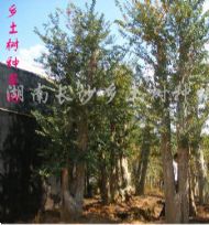 绿化苗木产品,苗木图片信息 387