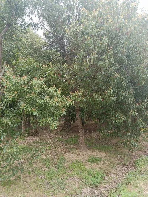 恭喜肥西永和苗木入驻苗木通 孙静 追求客户满意,打造苗木精品