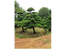 长沙市雨花区瑞达绿化苗木场产品展示