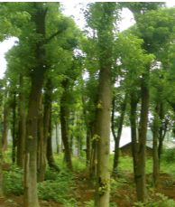 绿化苗木产品,苗木图片信息 280