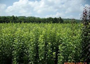 桃形李,花木,苗木,绿化苗,果苗,_农副产品_世界工厂网中国产品信息库