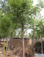 1公分白蜡,山东白蜡基地[供应]_绿化苗木_世界工厂网中国产品信息库