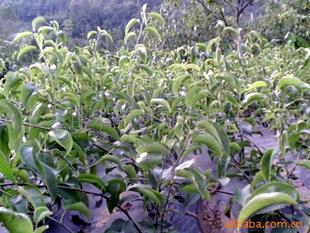 供应果树苗黄金梨苗 其它图片及价格 苍溪县常生苗木药材开发有限责任公司