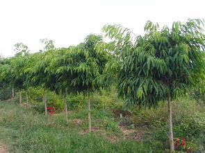 云南 加强领导 强化服务 红河州观赏苗木产业异军突起