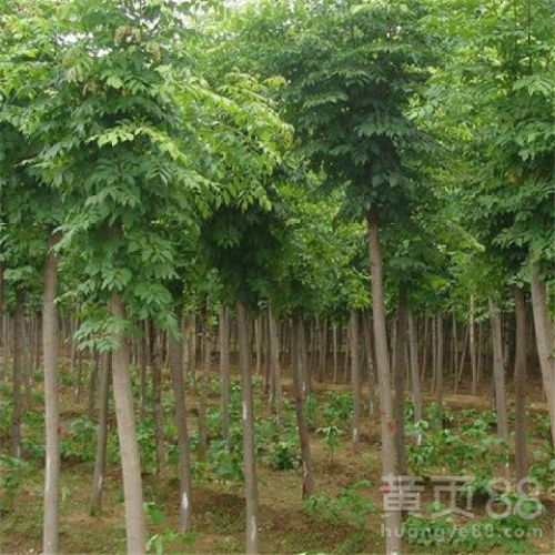 【菏泽白蜡苗木批发价】- 