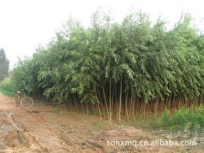 销售绿化苗木速生杨苗木107108批发速生杨树苗木107108