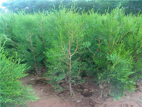 日本红枫苗木 上海日本红枫苗木多少钱 天阔苗木