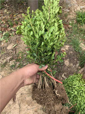 咸宁豆瓣黄杨基地精品苗木