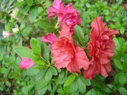 花卉世界网 浙江省金华市郊北余氏兄弟苗木场产品展示