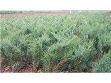 河北省定州市建卫苗圃产品展示