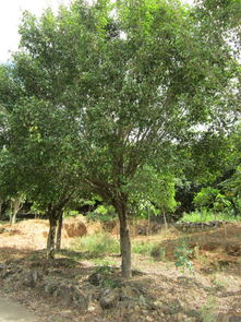 泉州苗木销售,泉州苗木销售生产厂家,泉州苗木销售价格