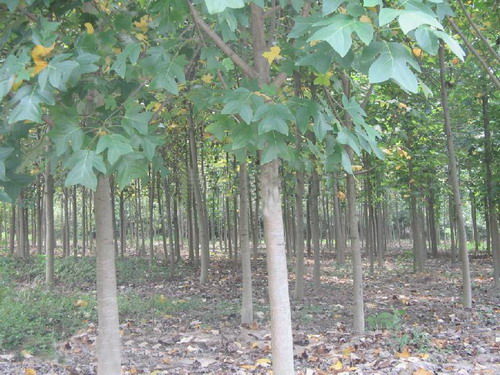 马褂木 江西马褂木 马褂木特价苗 九江朋辉良种苗木专业合作社 13807920066