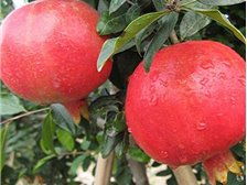 吴中区东山石井湾苗木场产品展示