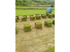 产品展示 郴州市苏仙区宏达草皮苗木基地