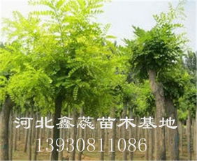 出售3 5公分矮杆金枝槐美伦美焕