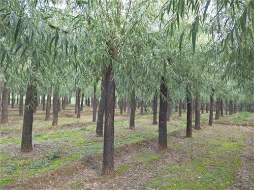 涉县11公分旱柳树苗13公分旱柳价格是多少 在线咨询