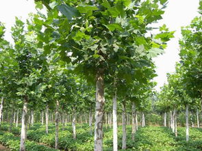 园林植物 河南鄢陵花卉苗木草坪基地