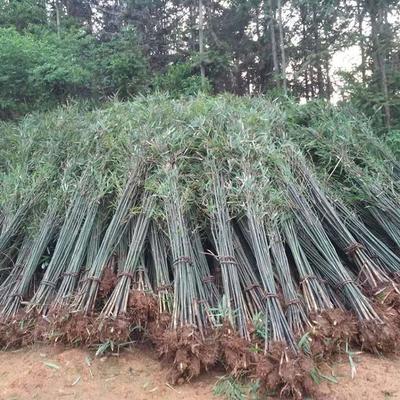 批发采购四季竹_苗木产品图片