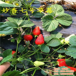 奶油草莓苗基地 黑龙江草莓苗