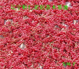 五味子苗价格 五味子小苗 五味子基地 辽宁五味子