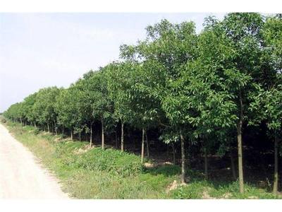 大叶女贞苗木基地哪家好