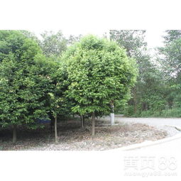 【天竺桂苗木常绿乔木行道树】- 