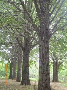 卓氏银杏花卉苗木