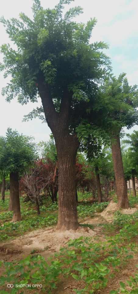 【8公分五角枫铸造苗木界辉煌】-