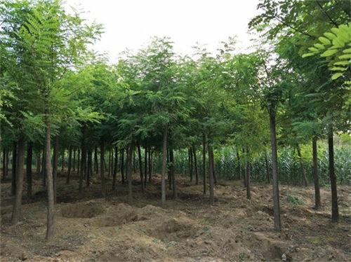 邓州4公分刺槐多少钱一棵 精品苗木