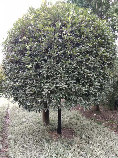 【八月桂种植基地批发价出售】- 