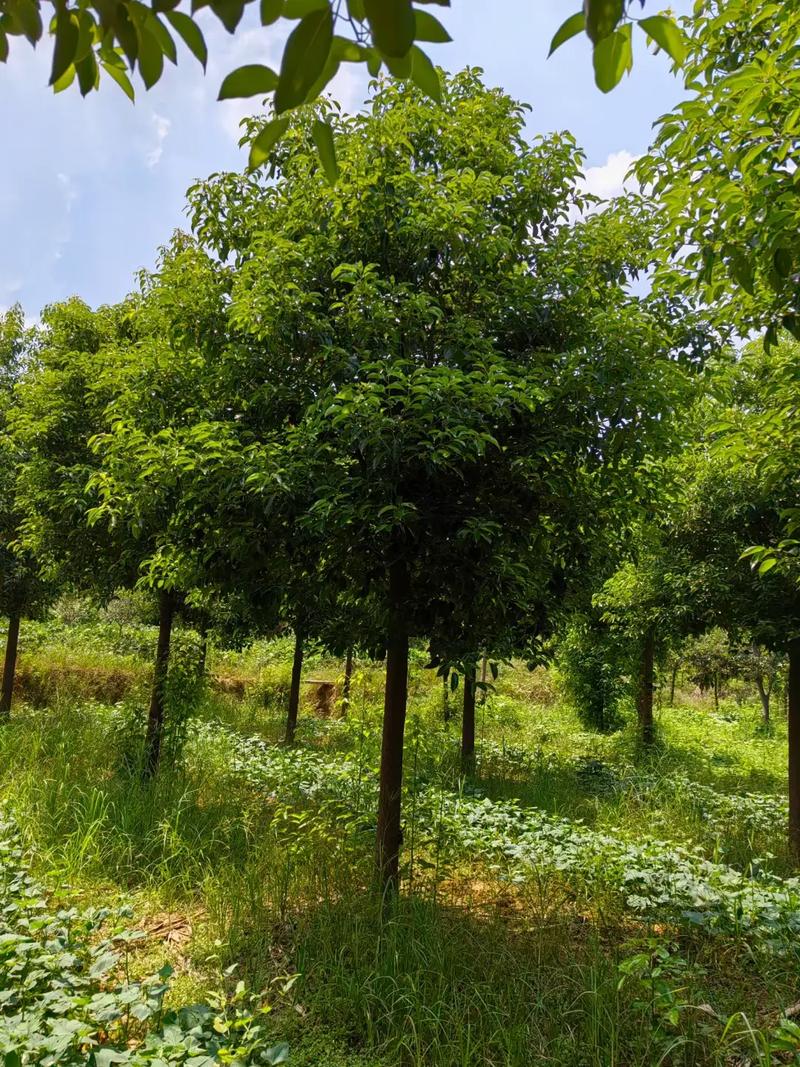 #精品苗木 处理12