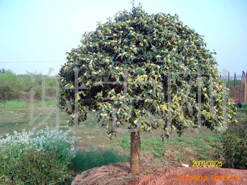 【绿化设计图中的乔木与灌木之分】价格、产品供应,绿化设计图中的乔木与灌木之分厂家批发-1024商务网