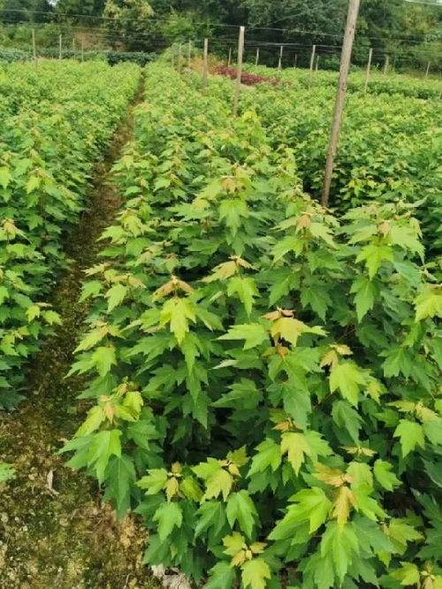 恭喜南京宁彩彩叶园林入驻苗木通 以客户为中心,视质量为生命