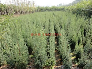 供应唐山苗木 唐山刺柏 唐山桧柏
