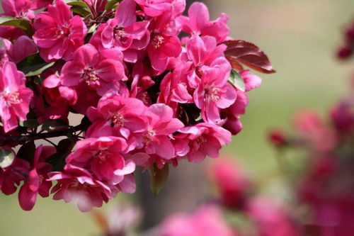 新手该如何做绿化苗木的生意 如何靠绿化苗木赚钱