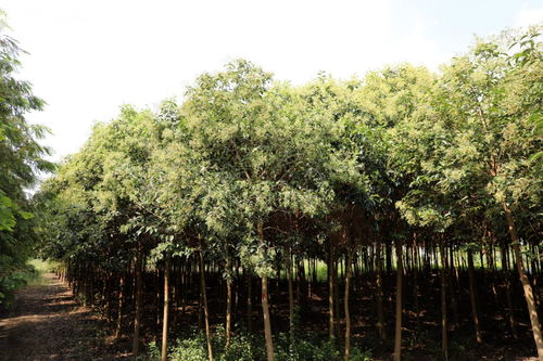 大叶女贞苗木的栽培技术管理