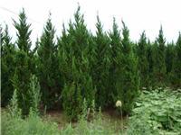 找鄢陵河南桧的苗木价格价格、图片、详情,上一比多_一比多产品库