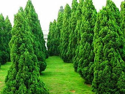 苗木种植需防范的五大风险