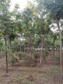 惊爆 上海50亩苗圃征迁 苗木低价处理