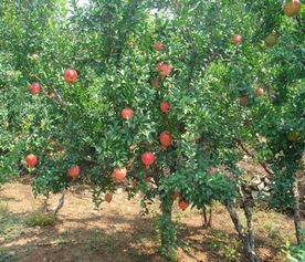 酸石榴苗 最新资讯 华尔网