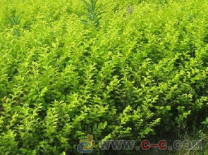 金叶女贞,金叶女贞球,金叶女贞价格,金叶女贞苗