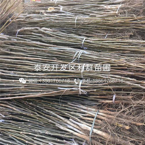 占地核桃苗 占地核桃苗报价 占地核桃苗价格