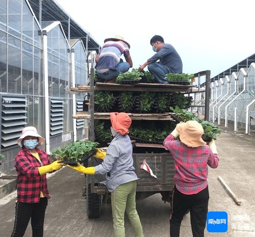 三亚培育1000万株优质瓜菜苗 保障冬春季瓜菜生产