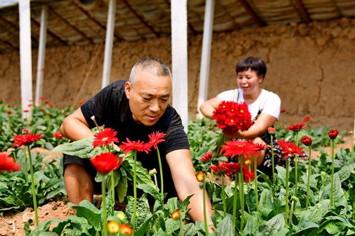 花木逢春产业兴 南阳市花卉苗木产业发展探析