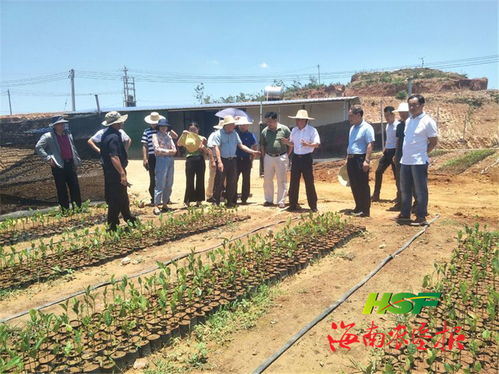 胡翔深入龙江农场公司调研苗木产业发展