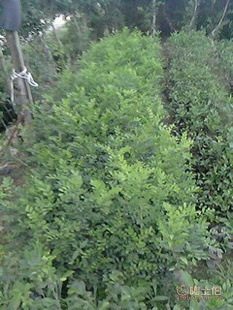 厂家直供七里香苗木盆栽花卉：九里香木香花苗，优质园林绿化工程苗木