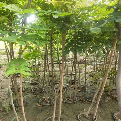 紫藤产业：厂家直销、生产基地与园林绿化的完美结合