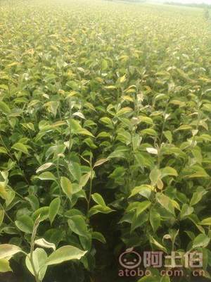 占地枣树市场解析：2018年价格、产地与供应商概览